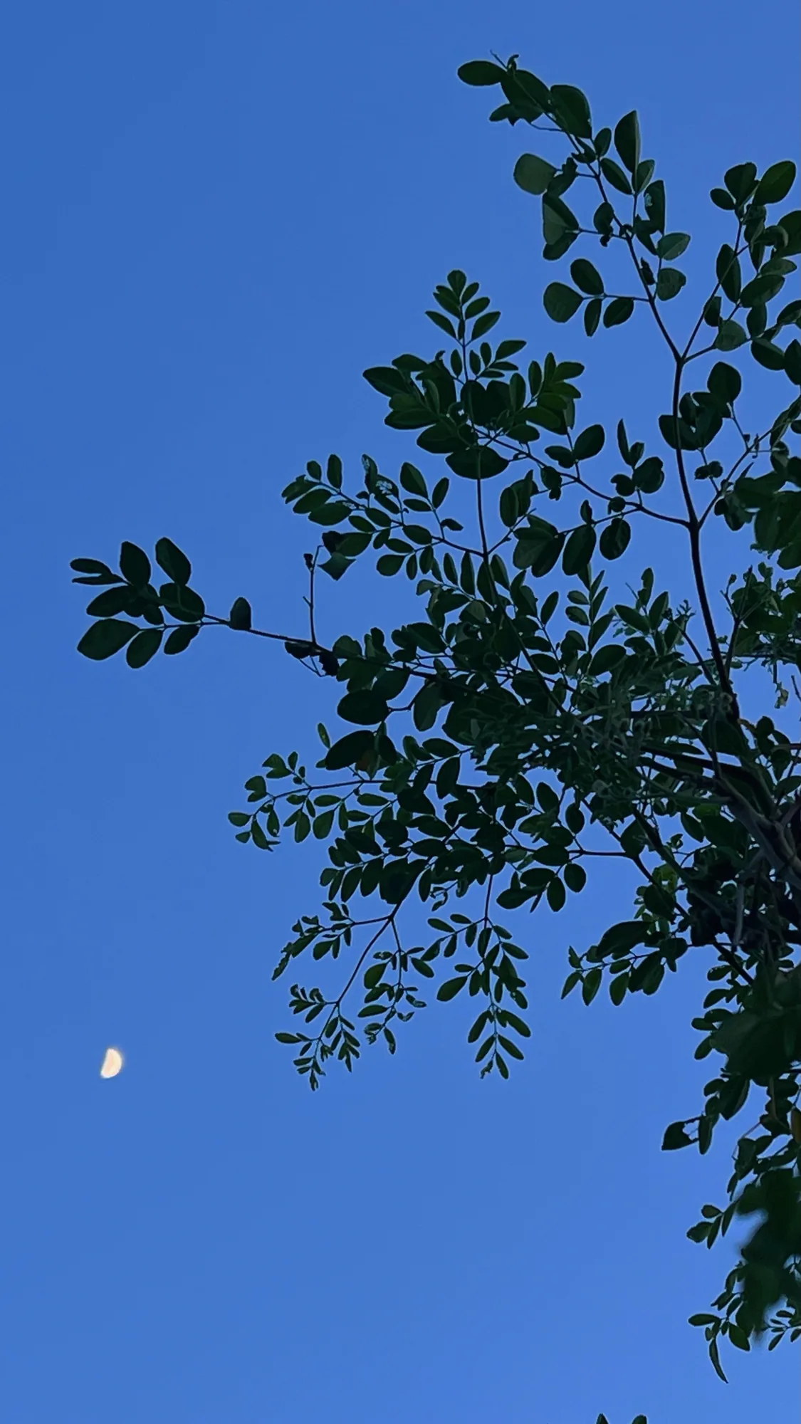 A small moon beside leaves in a clear blue sky