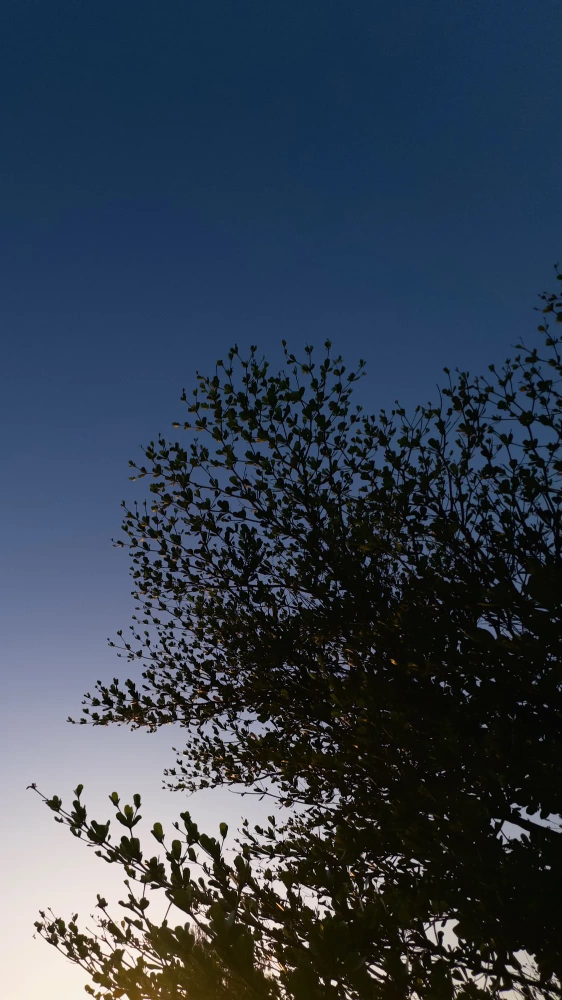 A tree in silhouette against a fading blue dusk