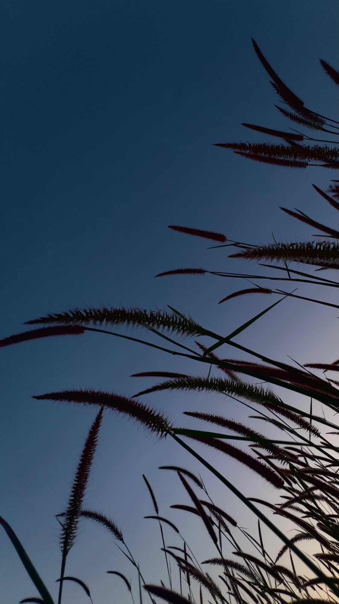 Tall grass in silhouette under a blue night sky
