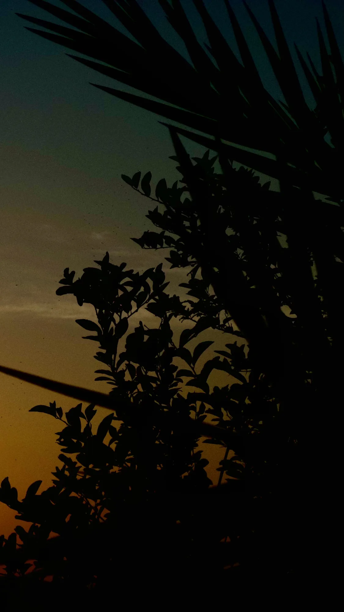Palm fronds against an orange and green dusk