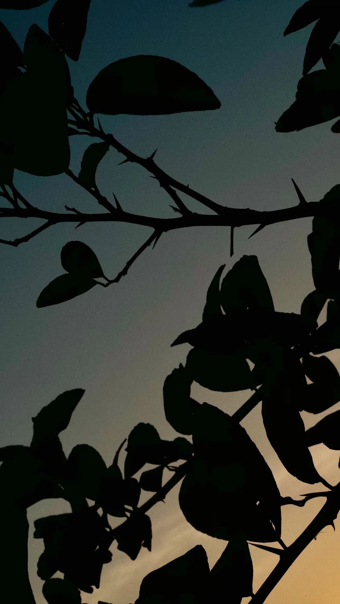 Leaves in silhouette against a peach sky