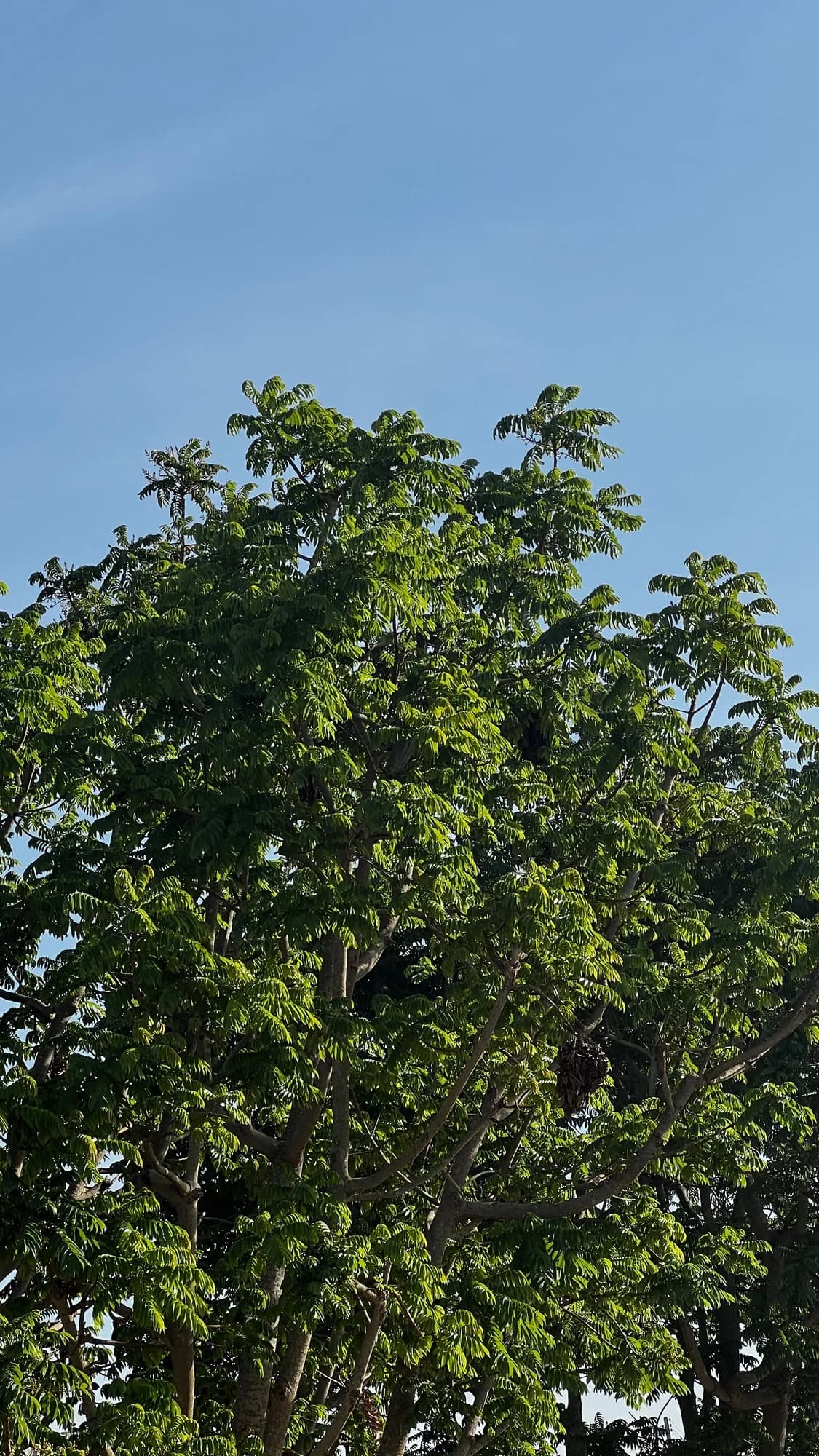 A full green tree under a pale blue sky