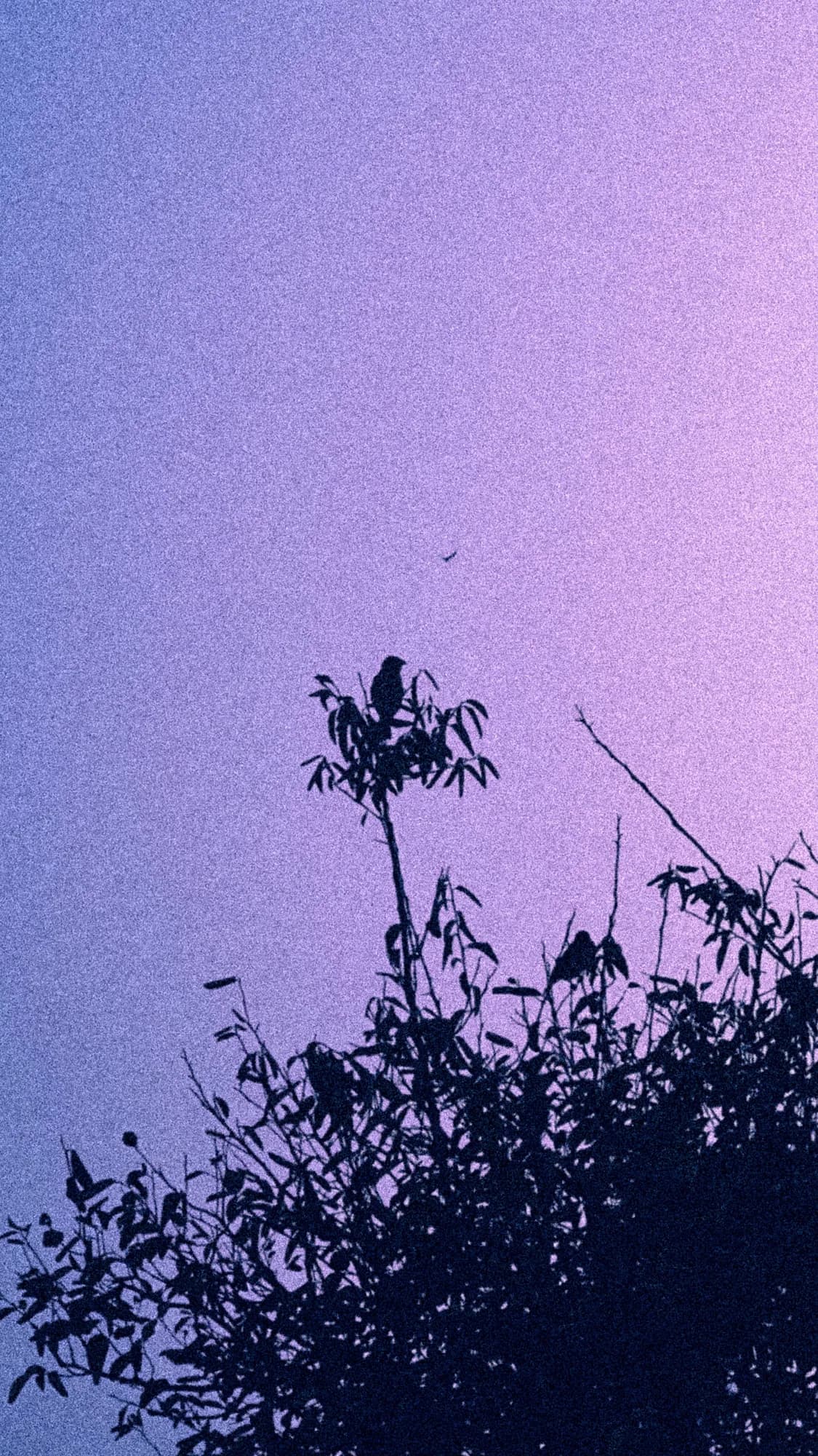 Branches against a violet evening sky
