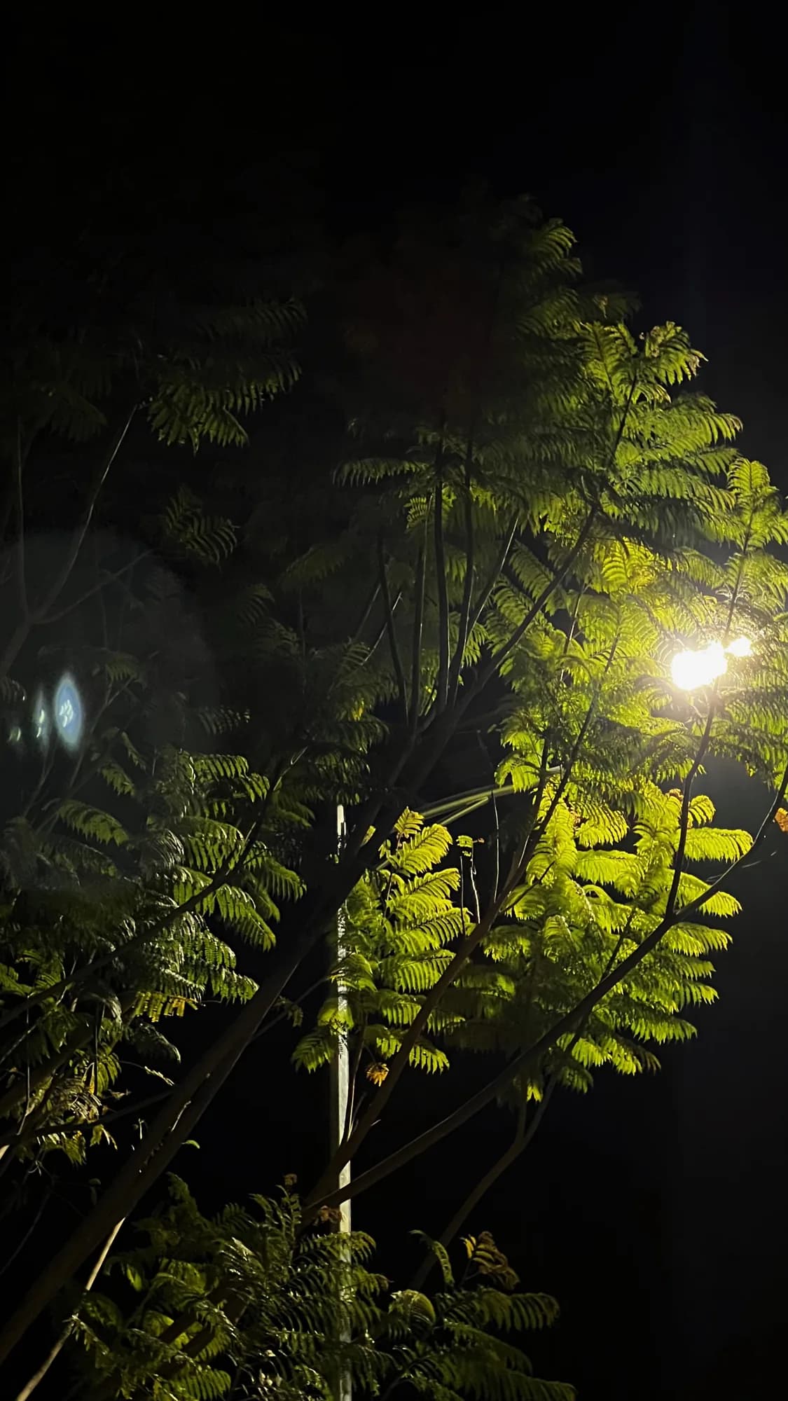 A tree lit from below by a street lamp at night