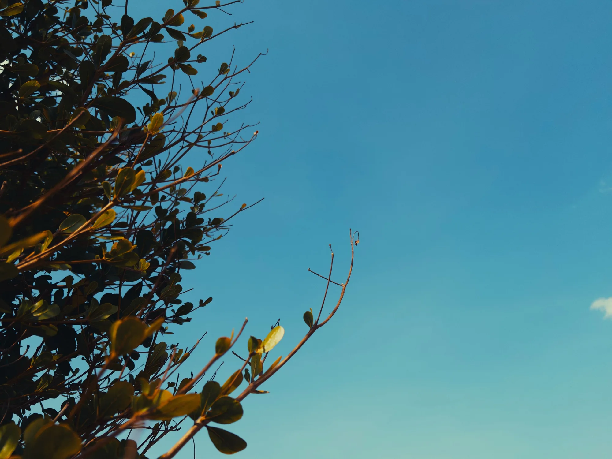 Dry branches reaching into a teal sky