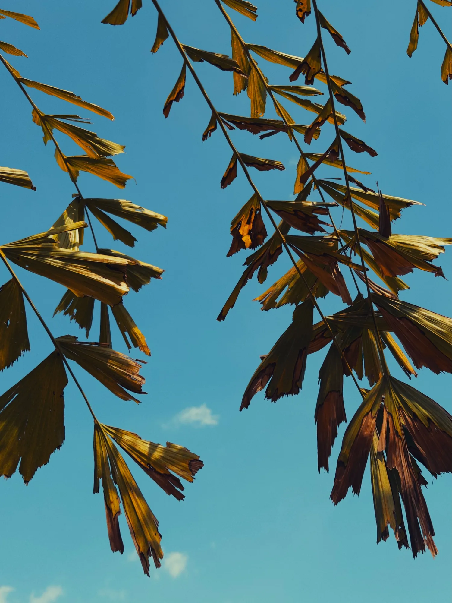 Golden leaves hanging against a blue sky