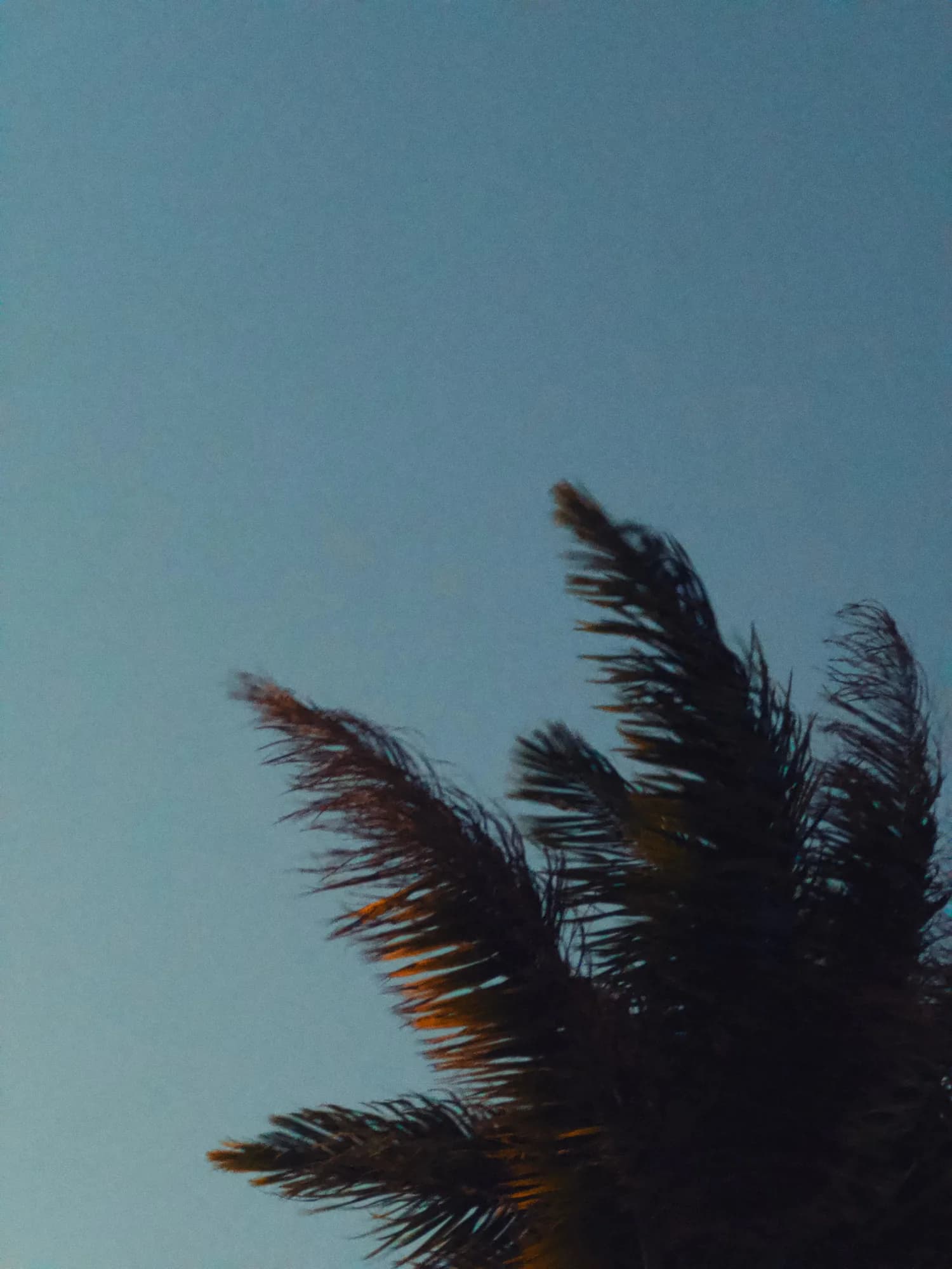 A palm leaf against a soft teal sky