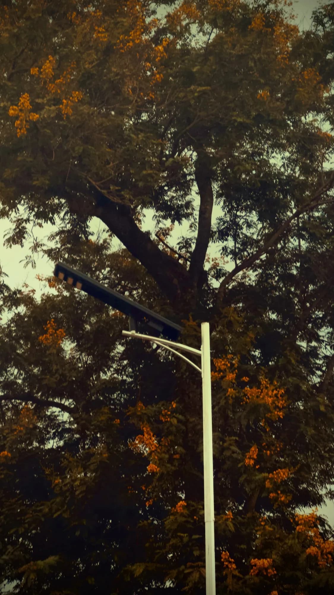 An autumn-coloured tree over a street light