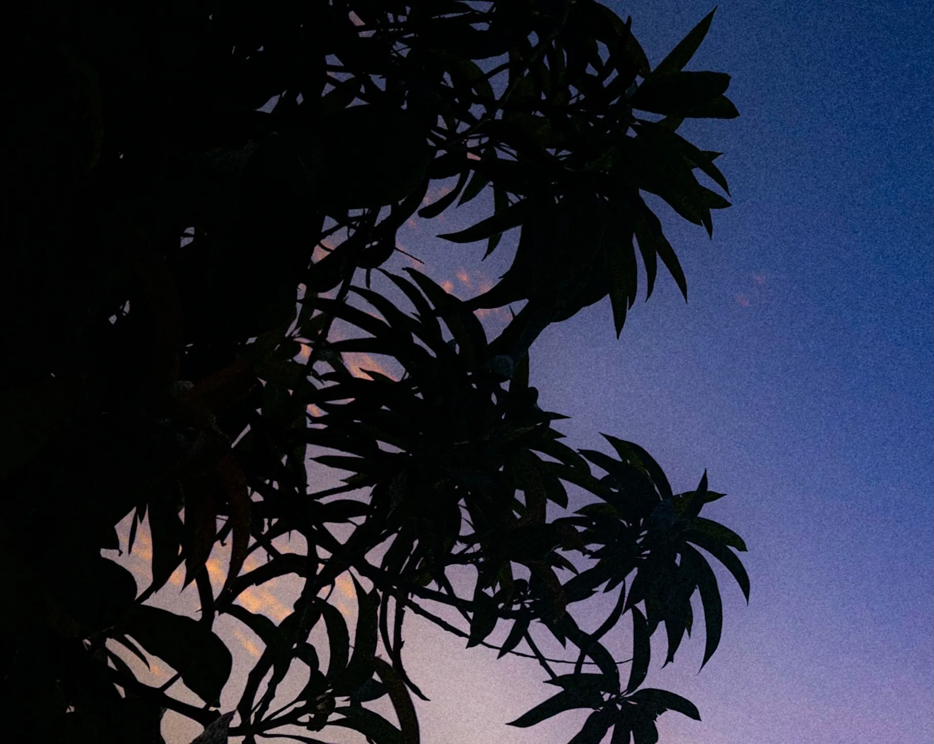 Leaves in shadow against a purple sky
