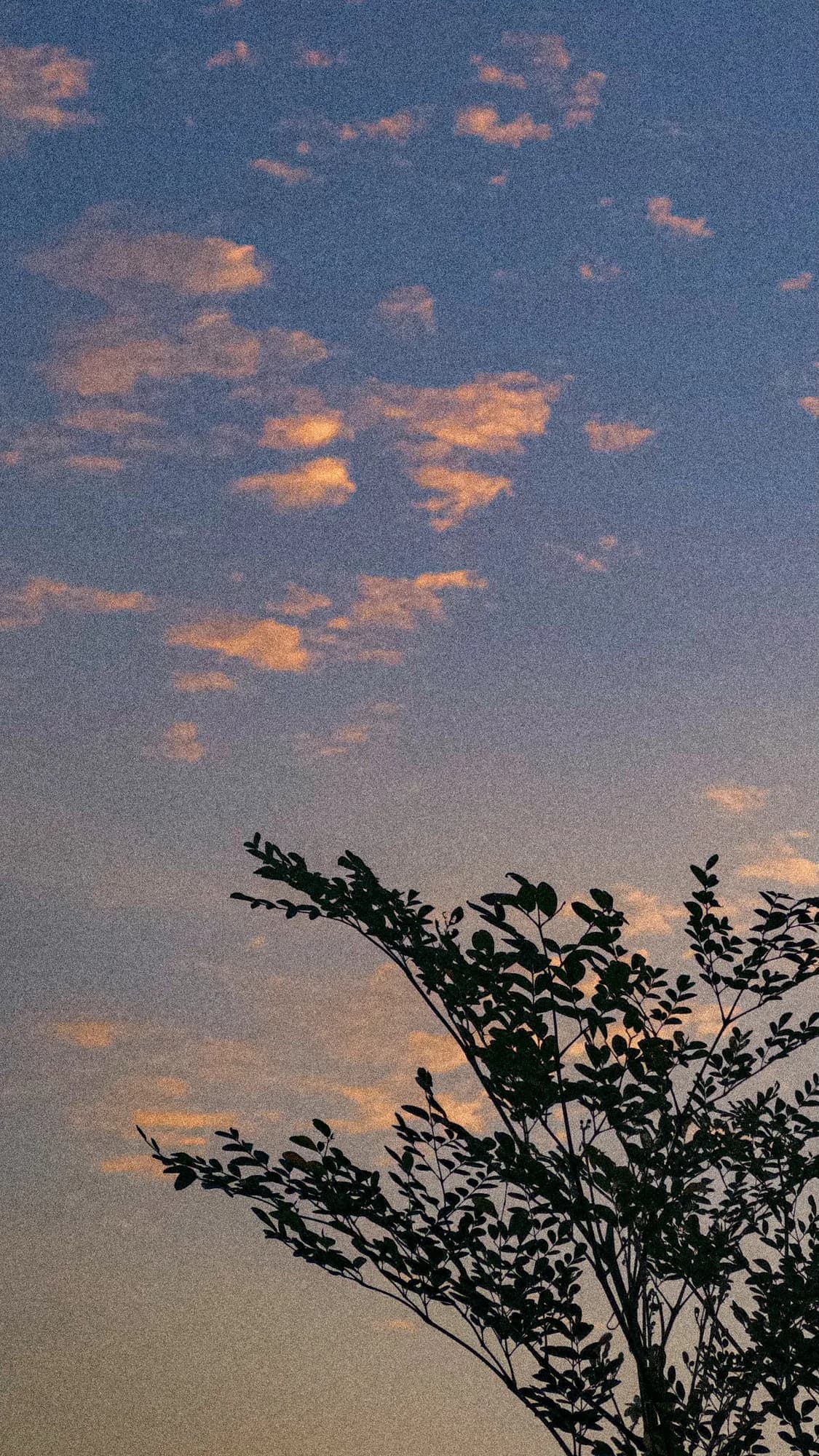 Pink clouds over a tree at sunset